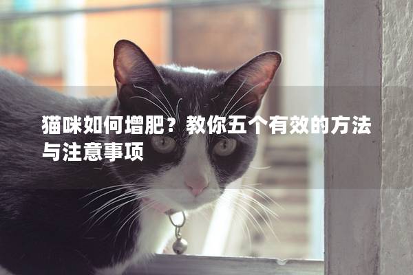 猫咪如何增肥？教你五个有效的方法与注意事项