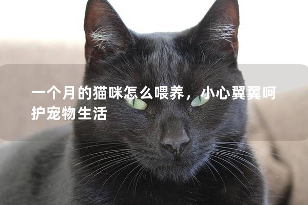 一个月的猫咪怎么喂养，小心翼翼呵护宠物生活