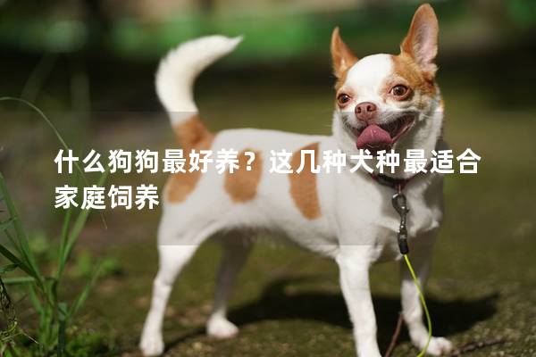 什么狗狗最好养？这几种犬种最适合家庭饲养