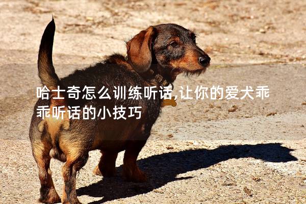 哈士奇怎么训练听话,让你的爱犬乖乖听话的小技巧