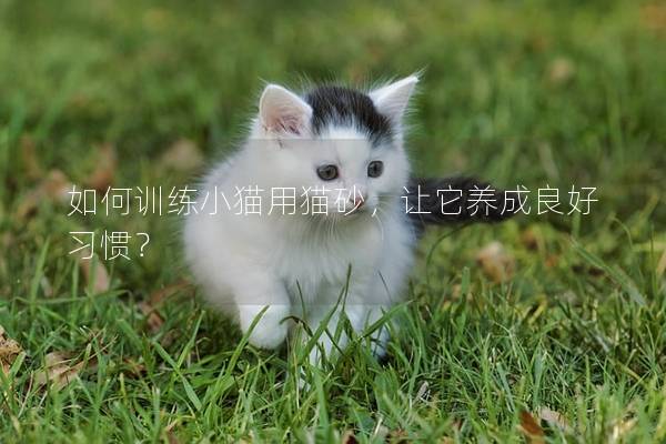 如何训练小猫用猫砂，让它养成良好习惯？