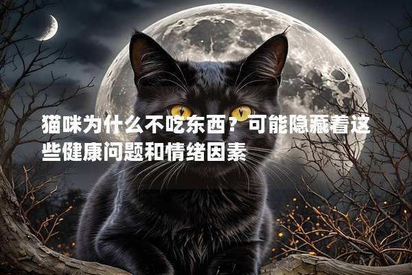 猫咪为什么不吃东西？可能隐藏着这些健康问题和情绪因素