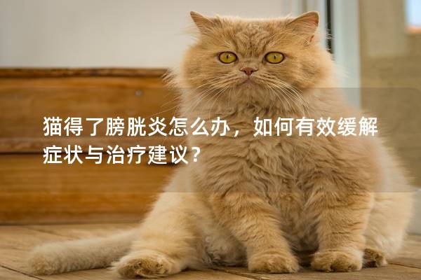 猫得了膀胱炎怎么办，如何有效缓解症状与治疗建议？