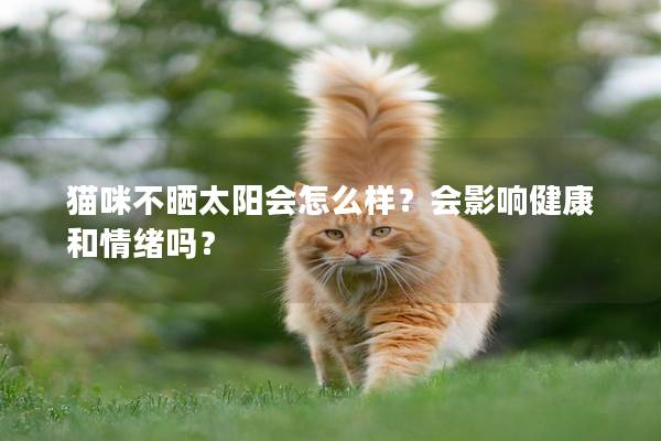 猫咪不晒太阳会怎么样？会影响健康和情绪吗？