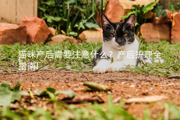 猫咪产后需要注意什么？产后护理全指南!