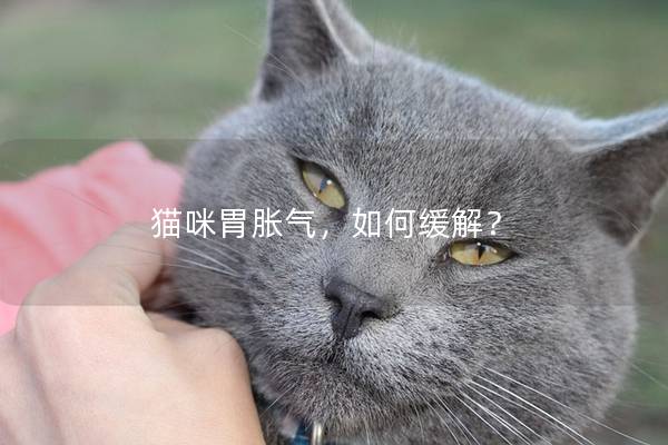 猫咪胃胀气，如何缓解？