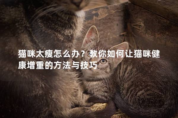 猫咪太瘦怎么办？教你如何让猫咪健康增重的方法与技巧