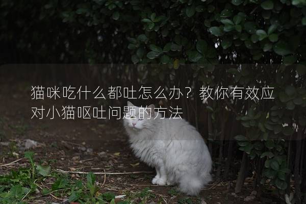 猫咪吃什么都吐怎么办？教你有效应对小猫呕吐问题的方法