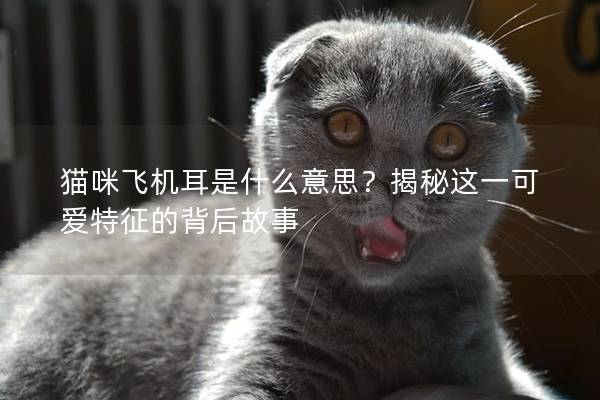 猫咪飞机耳是什么意思？揭秘这一可爱特征的背后故事