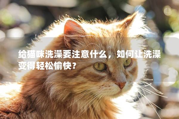 给猫咪洗澡要注意什么，如何让洗澡变得轻松愉快？