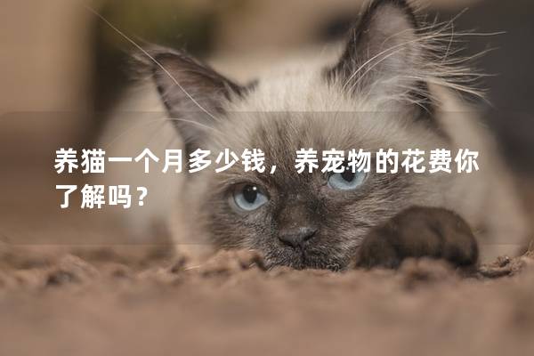 养猫一个月多少钱，养宠物的花费你了解吗？