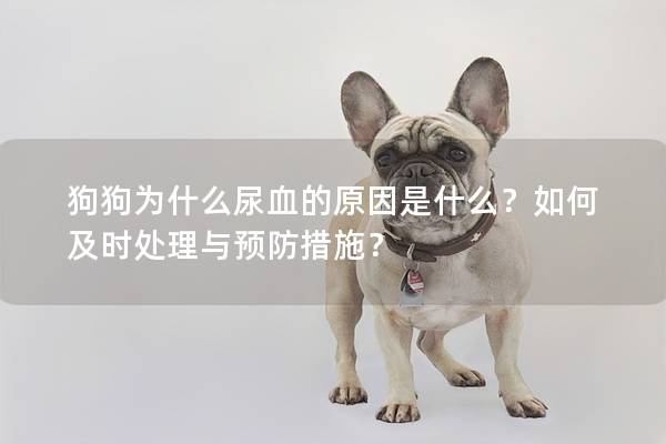 狗狗为什么尿血的原因是什么？如何及时处理与预防措施？