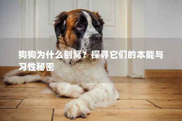 狗狗为什么刨窝？探寻它们的本能与习性秘密