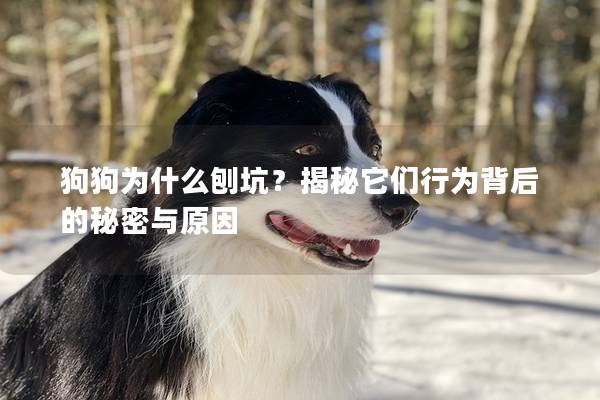 狗狗为什么刨坑？揭秘它们行为背后的秘密与原因