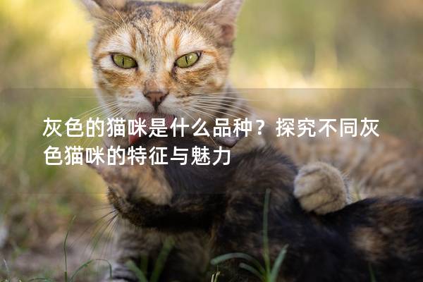 灰色的猫咪是什么品种？探究不同灰色猫咪的特征与魅力