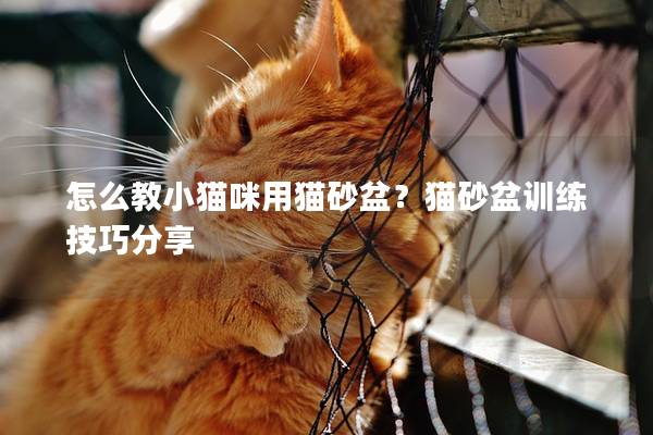 怎么教小猫咪用猫砂盆？猫砂盆训练技巧分享