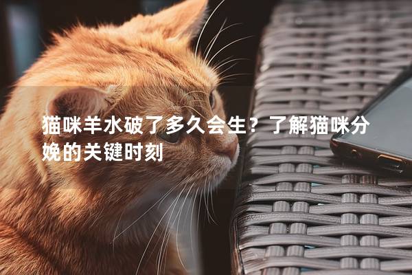 猫咪羊水破了多久会生？了解猫咪分娩的关键时刻