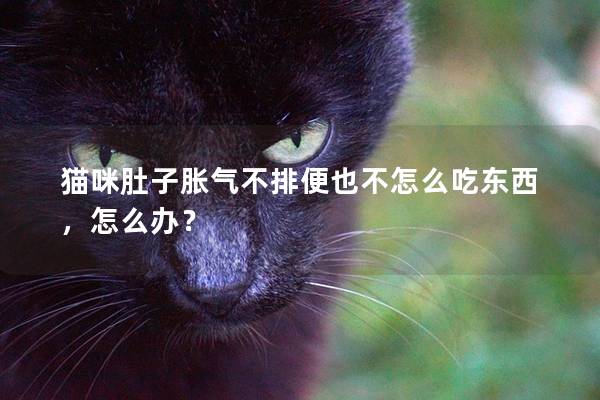 猫咪肚子胀气不排便也不怎么吃东西，怎么办？