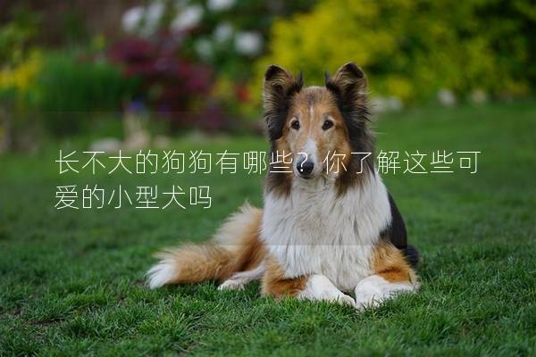 长不大的狗狗有哪些？你了解这些可爱的小型犬吗