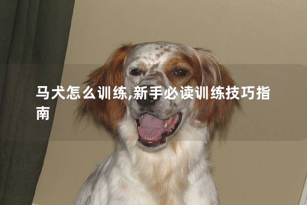 马犬怎么训练,新手必读训练技巧指南