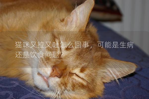 猫咪又拉又吐怎么回事，可能是生病还是饮食问题？