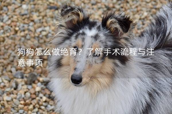 狗狗怎么做绝育？了解手术流程与注意事项