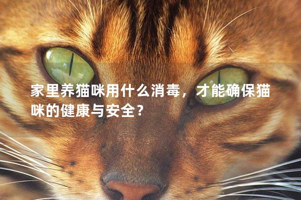 家里养猫咪用什么消毒，才能确保猫咪的健康与安全？