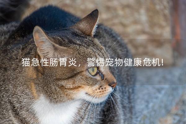 猫急性肠胃炎，警惕宠物健康危机!