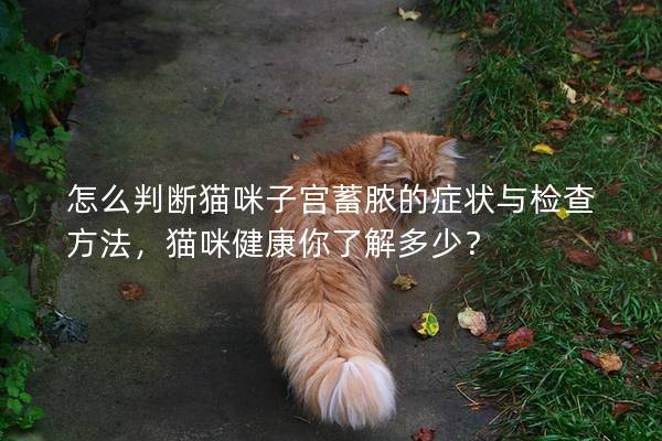 怎么判断猫咪子宫蓄脓的症状与检查方法，猫咪健康你了解多少？