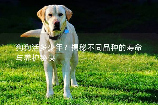 狗狗活多少年？揭秘不同品种的寿命与养护秘诀