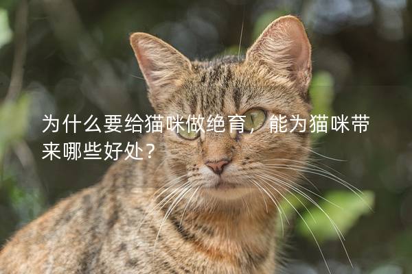 为什么要给猫咪做绝育，能为猫咪带来哪些好处？