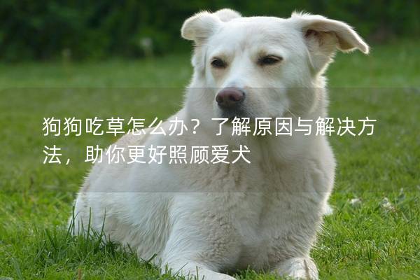 狗狗吃草怎么办？了解原因与解决方法，助你更好照顾爱犬