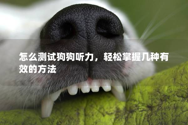 怎么测试狗狗听力，轻松掌握几种有效的方法