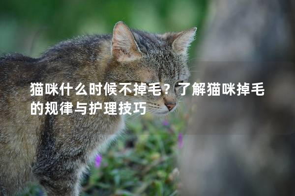 猫咪什么时候不掉毛？了解猫咪掉毛的规律与护理技巧