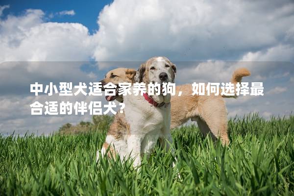 中小型犬适合家养的狗，如何选择最合适的伴侣犬？