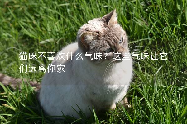 猫咪不喜欢什么气味？这些气味让它们远离你家