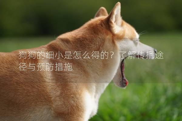 狗狗的细小是怎么得的？了解传播途径与预防措施