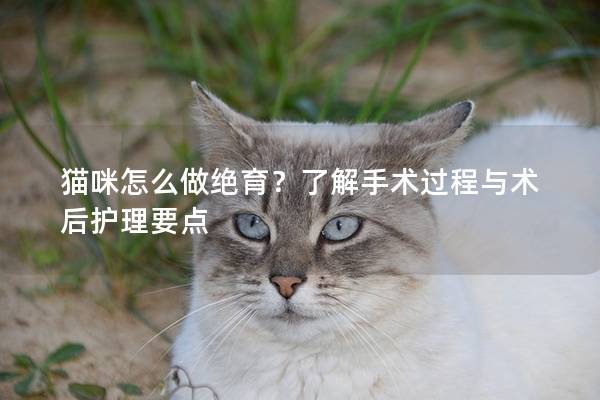 猫咪怎么做绝育？了解手术过程与术后护理要点