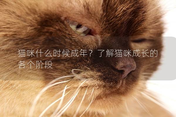 猫咪什么时候成年？了解猫咪成长的各个阶段