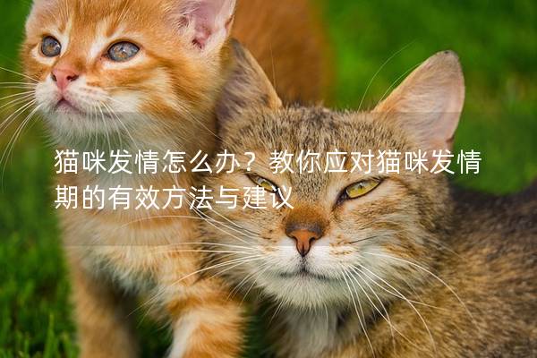 猫咪发情怎么办？教你应对猫咪发情期的有效方法与建议