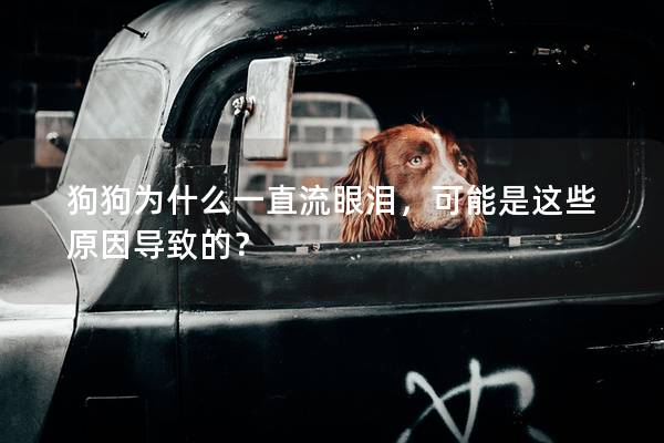 狗狗为什么一直流眼泪，可能是这些原因导致的？