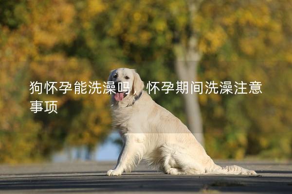 狗怀孕能洗澡吗，怀孕期间洗澡注意事项