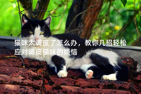 猫咪太调皮了怎么办，教你几招轻松应对调皮猫咪的烦恼