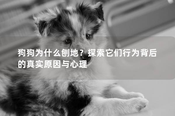 狗狗为什么刨地？探索它们行为背后的真实原因与心理