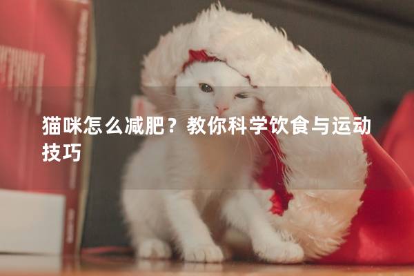 猫咪怎么减肥？教你科学饮食与运动技巧