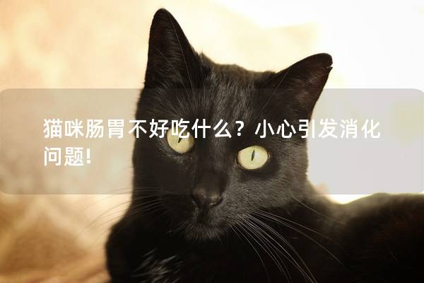 猫咪肠胃不好吃什么？小心引发消化问题!