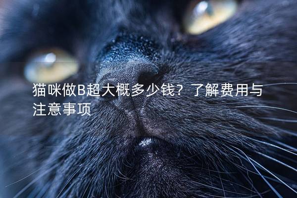 猫咪做B超大概多少钱？了解费用与注意事项