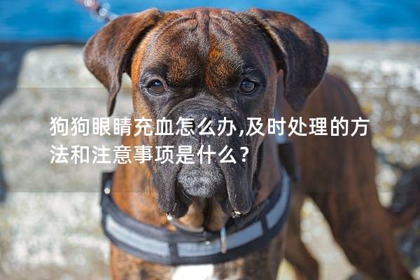 狗狗眼睛充血怎么办,及时处理的方法和注意事项是什么？