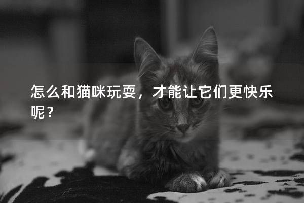 怎么和猫咪玩耍，才能让它们更快乐呢？