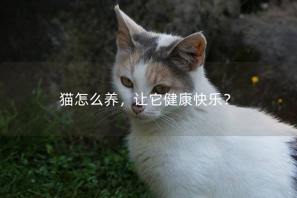 猫怎么养，让它健康快乐？